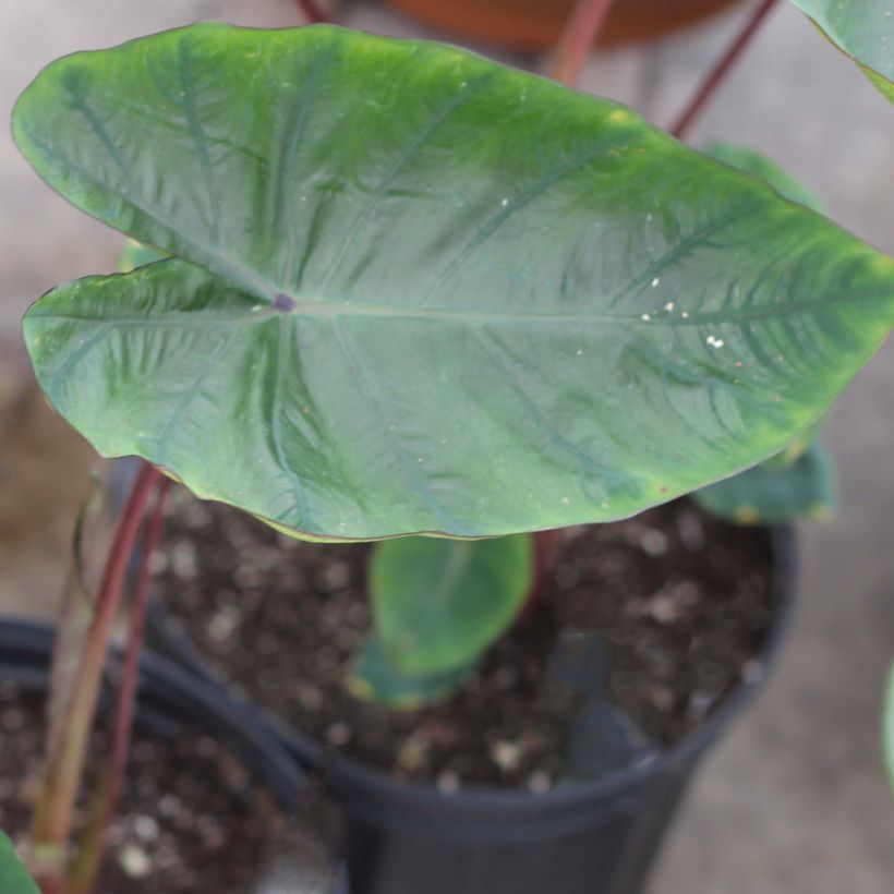 Taaro Hawaiian Punch (Foliage)