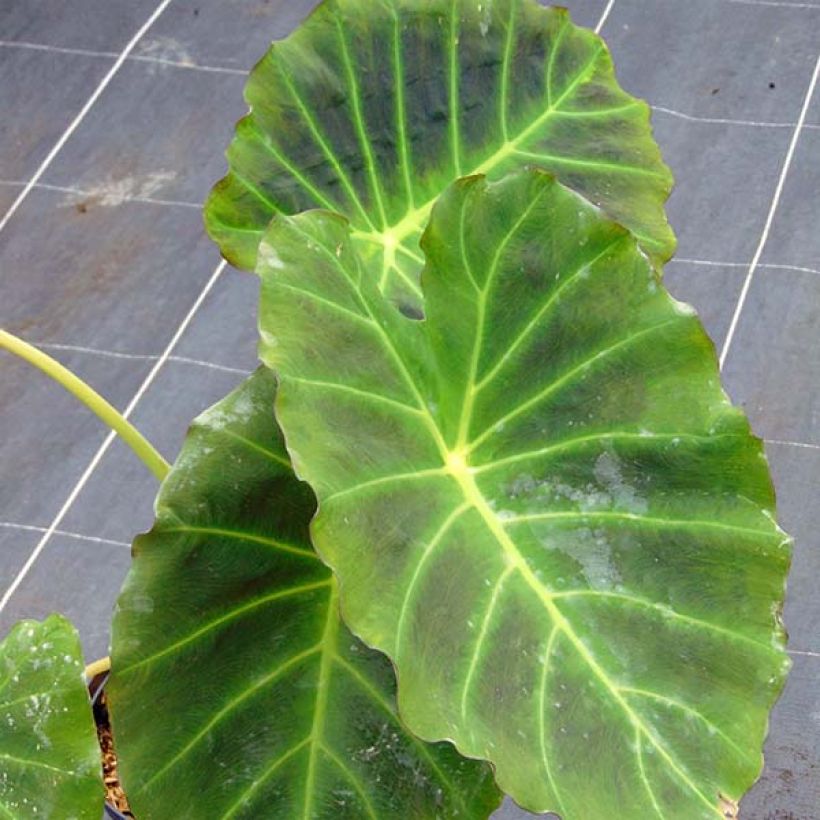 Taaro Imperial Gigante (Foliage)