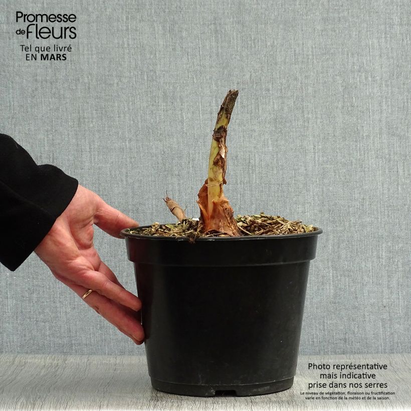 Example of Taaro Jack's Giant Pot de 3L/4L as you get in printemps