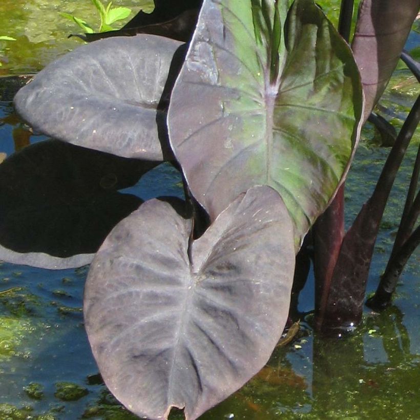 Taaro Kona Coffee (Lehvistö)