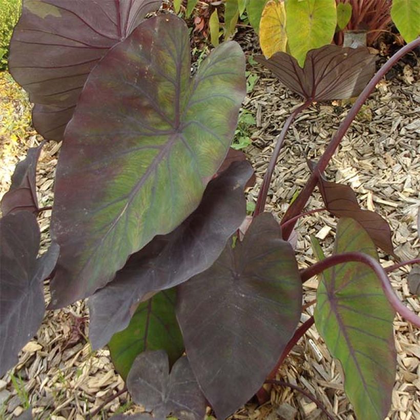 Taaro Madeira (Foliage)