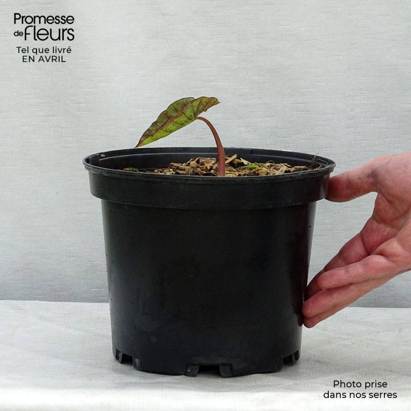 Example of Taaro Madeira Pot de 3L/4L as you get in printemps