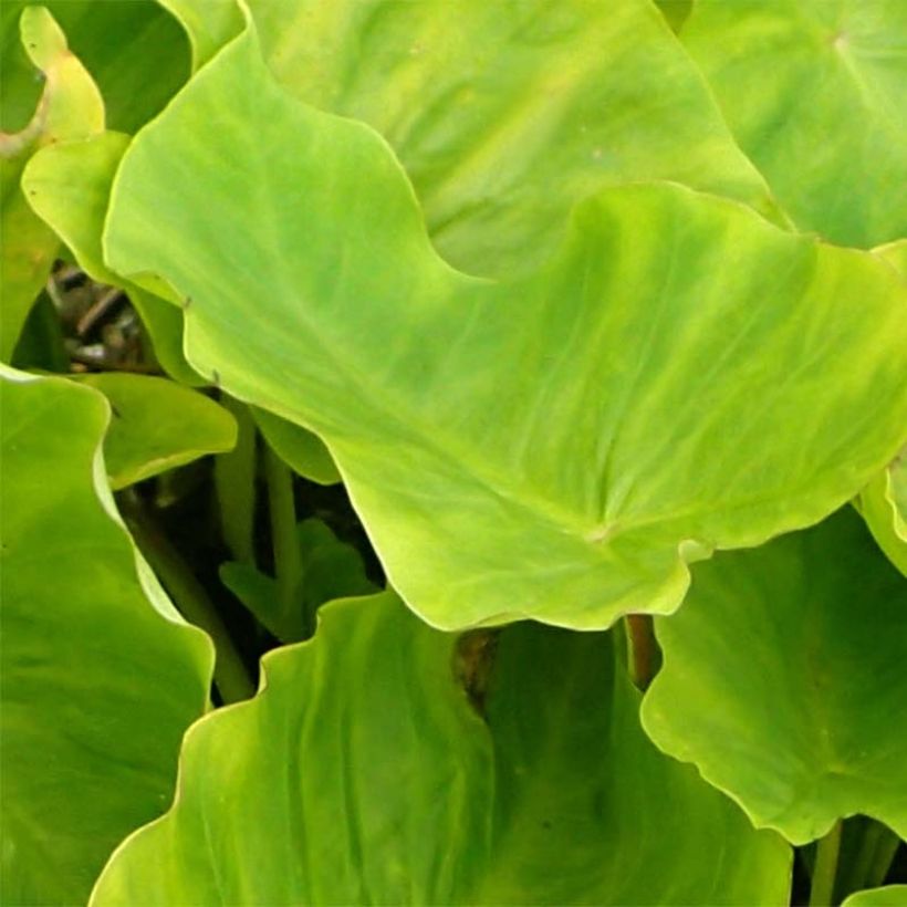 Taaro Maui Gold (Lehvistö)