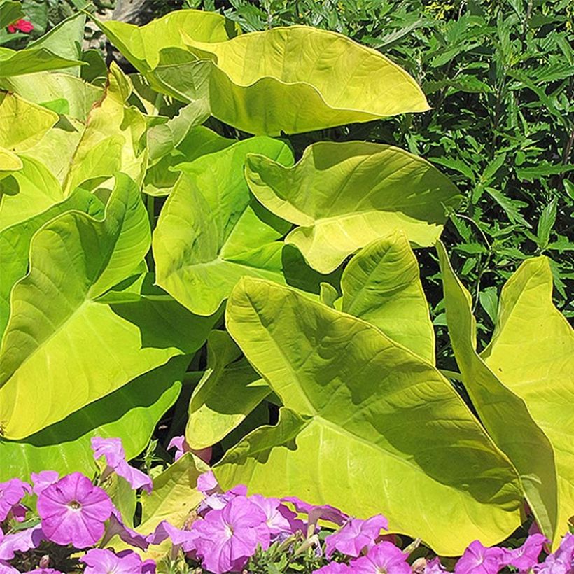 Taaro Maui Gold (Kasvutapa)