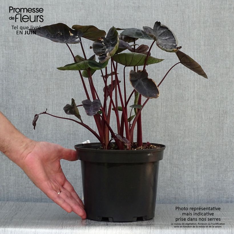 Example of Taaro Painted Black Gecko Pot de 4L/5L as you get in ete