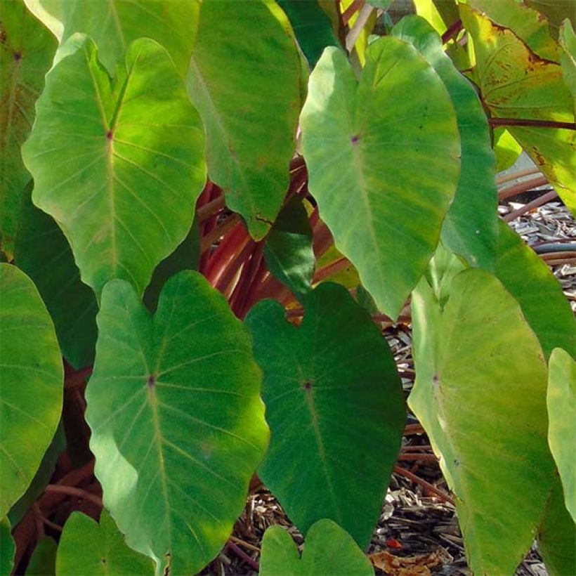 Taaro Pink China (Foliage)