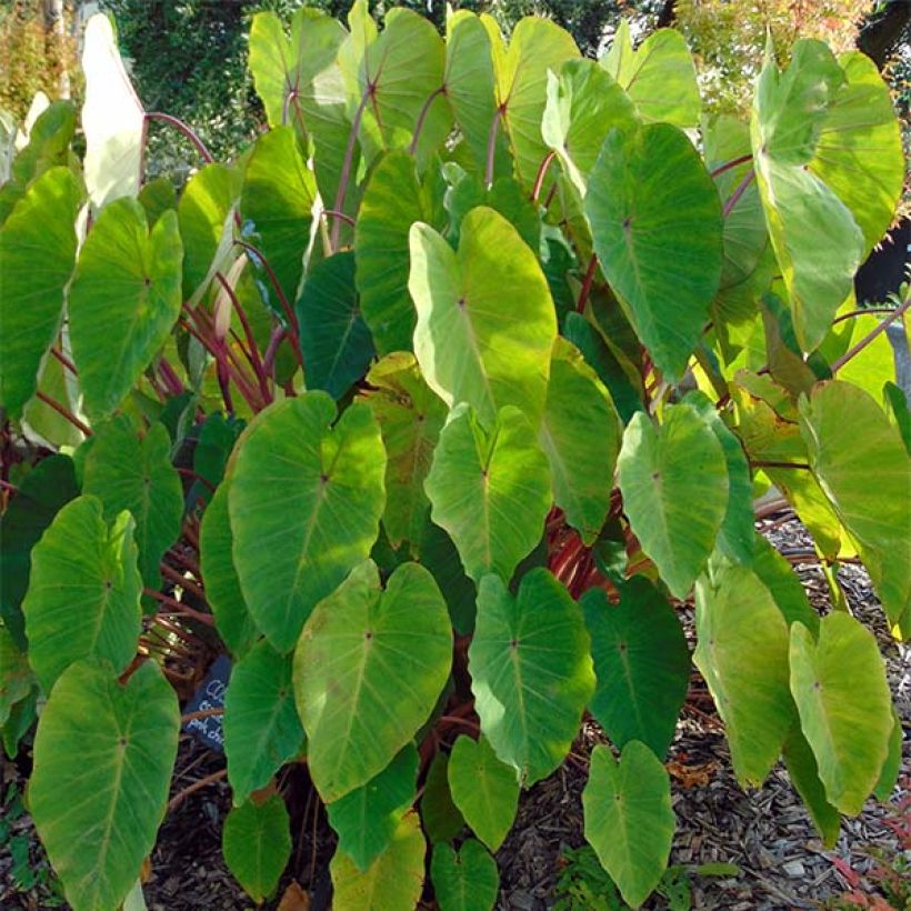 Taaro Pink China (Plant habit)