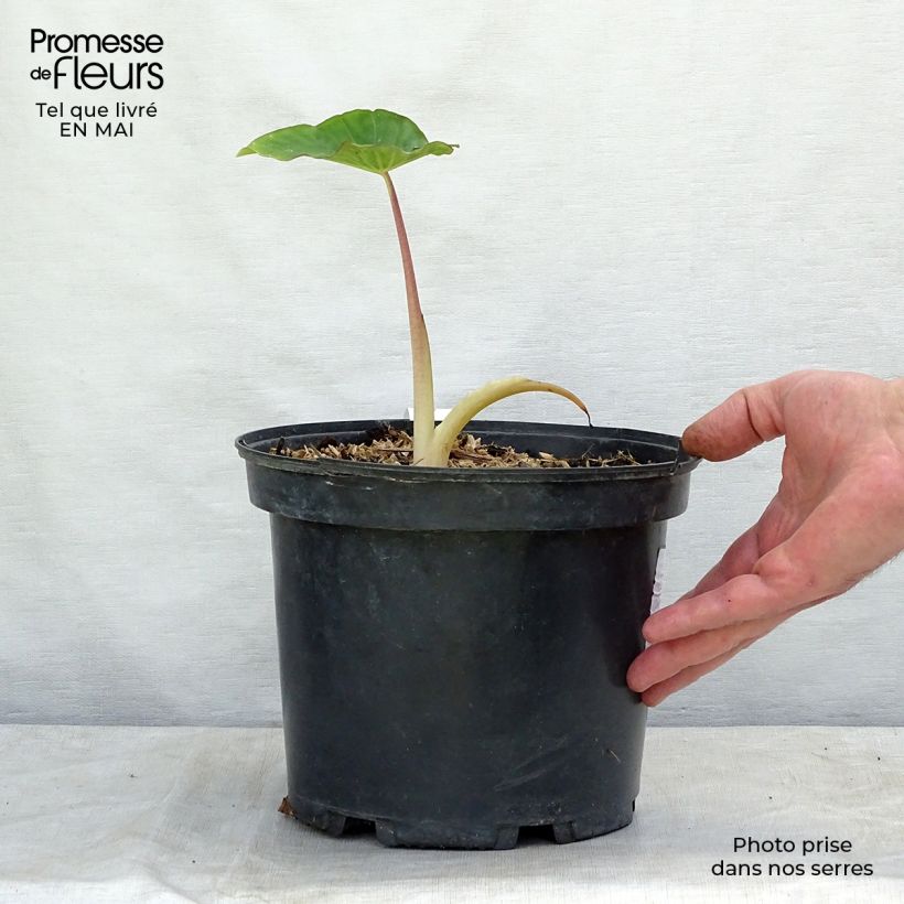 Example of Taaro Pink China Pot de 2L/3L as you get in printemps