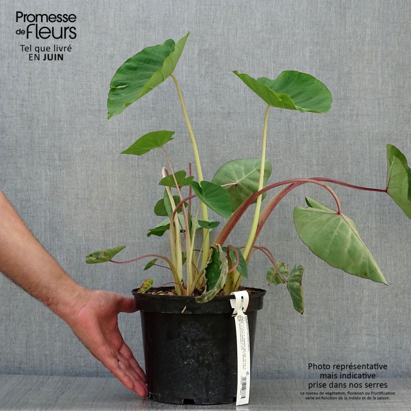 Esimerkki kesällä toimitetusta Taaro Pink China Pot de 2L/3L-taimesta