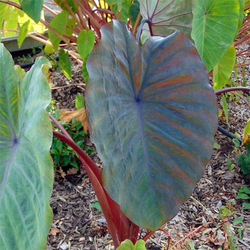 Taaro Sangria (Foliage)