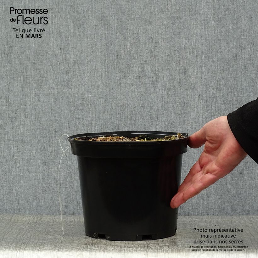 Example of Taaro Sangria Pot de 3L/4L as you get in printemps