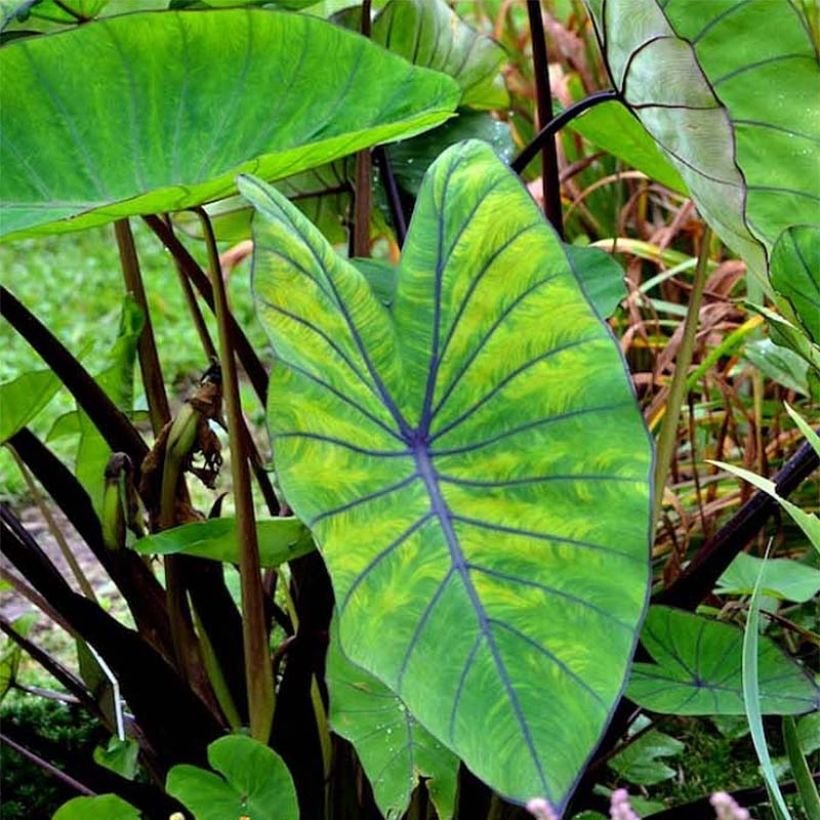 Taaro Blue hawaii (Foliage)