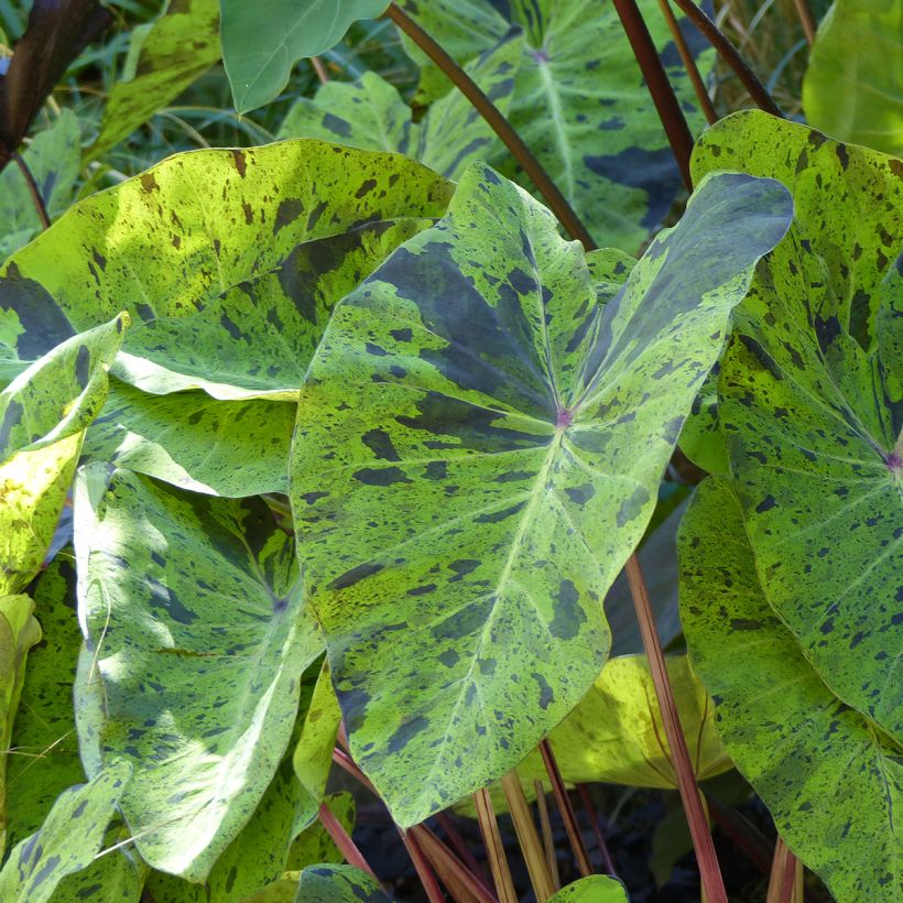 Taaro Mojito (Foliage)