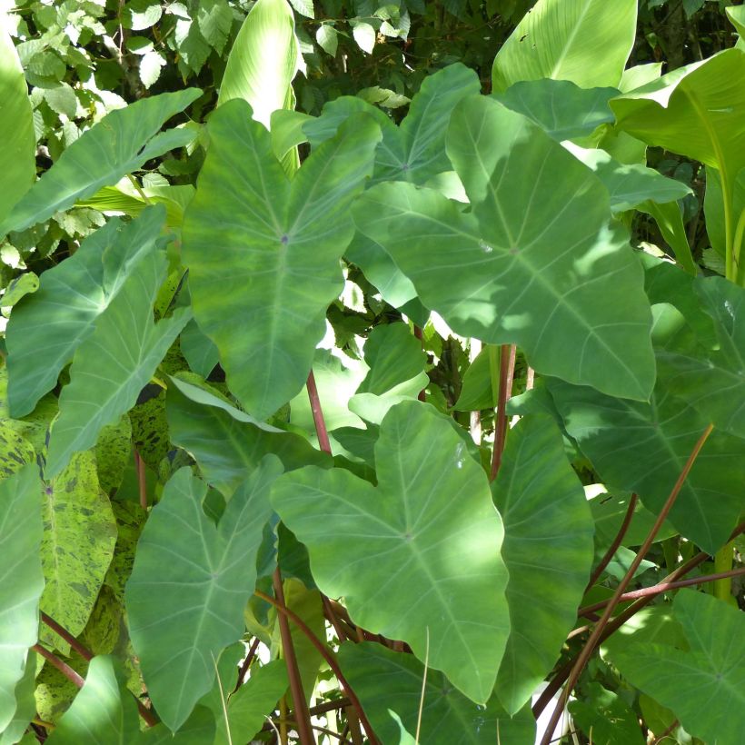 Taaro - Colocasia esculenta (Foliage)