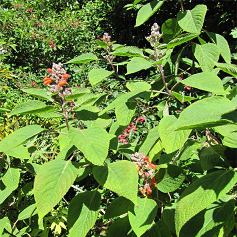 Colquhounia coccinea (Lehvistö)