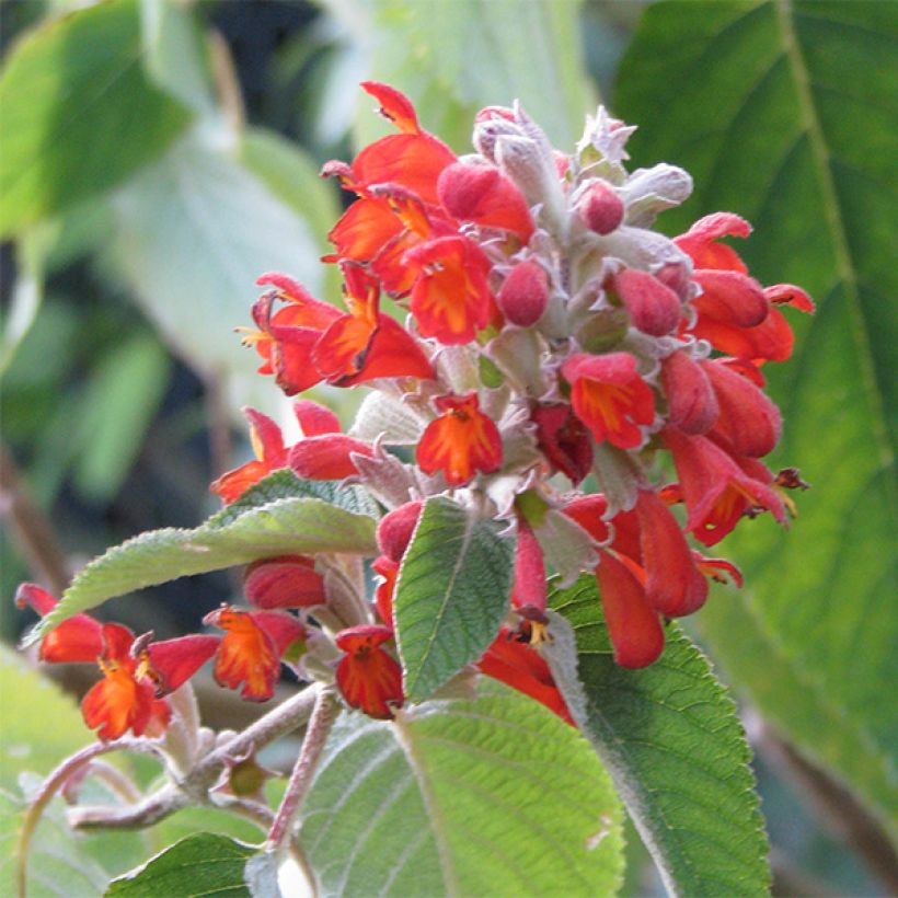 Colquhounia coccinea (Kukinta)