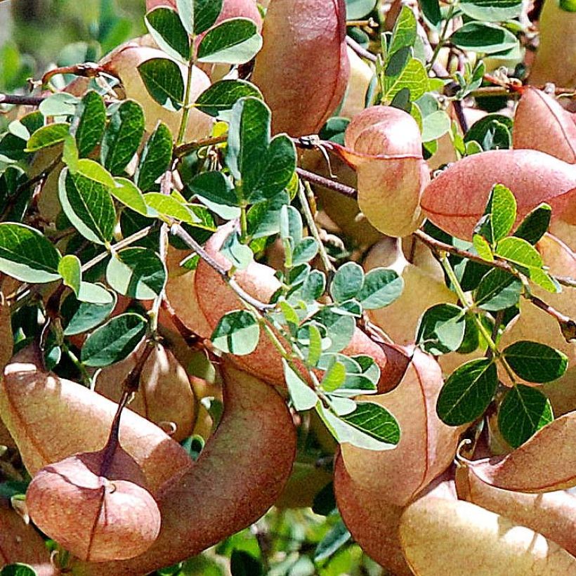 Keltarakkopensas - Colutea arborescens (Lehvistö)