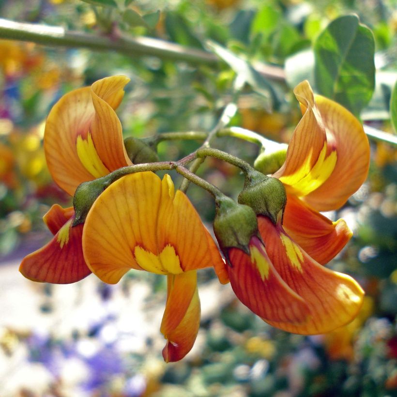 Keltarakkopensas - Colutea arborescens (Kukinta)