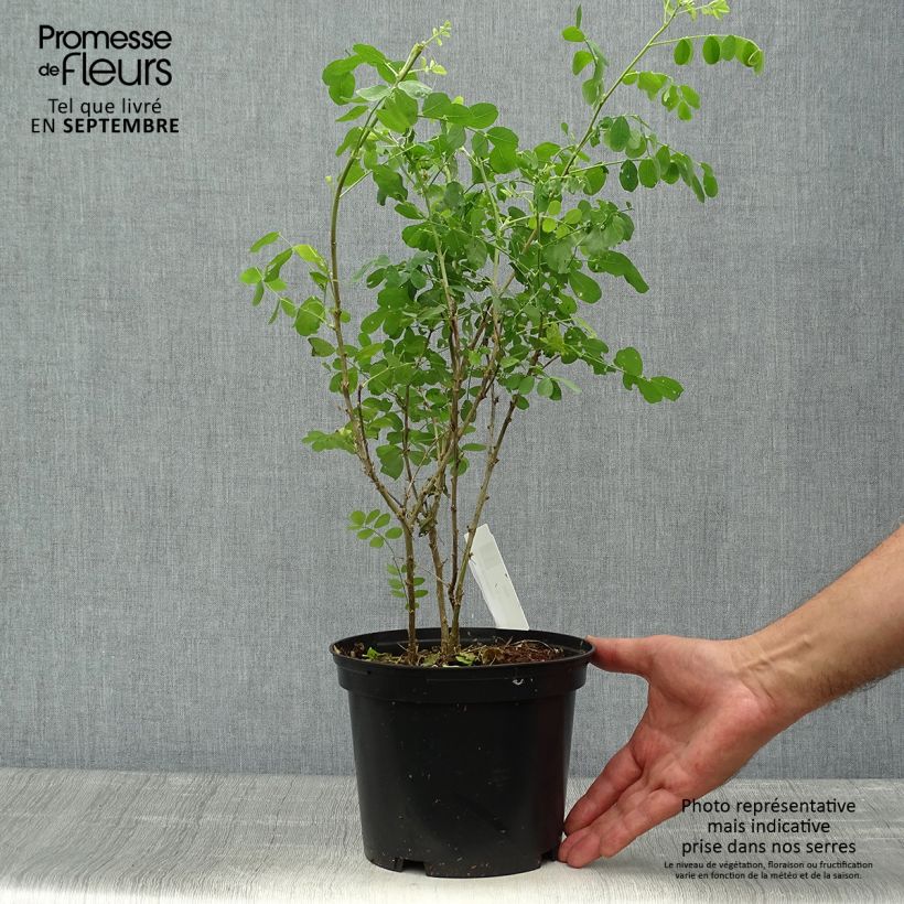 Esimerkki syksyllä toimitetusta Keltarakkopensas - Colutea arborescens 2 litran/3 litran ruukku-taimesta