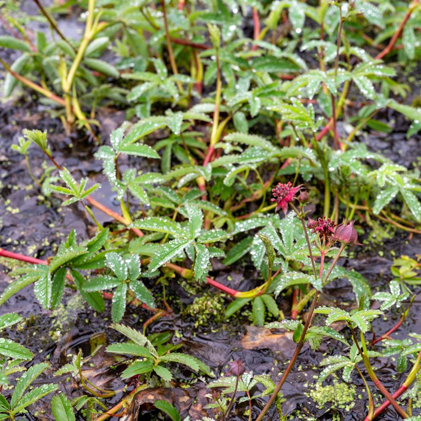 Kurjenjalka - Comarum palustre (Kasvutapa)
