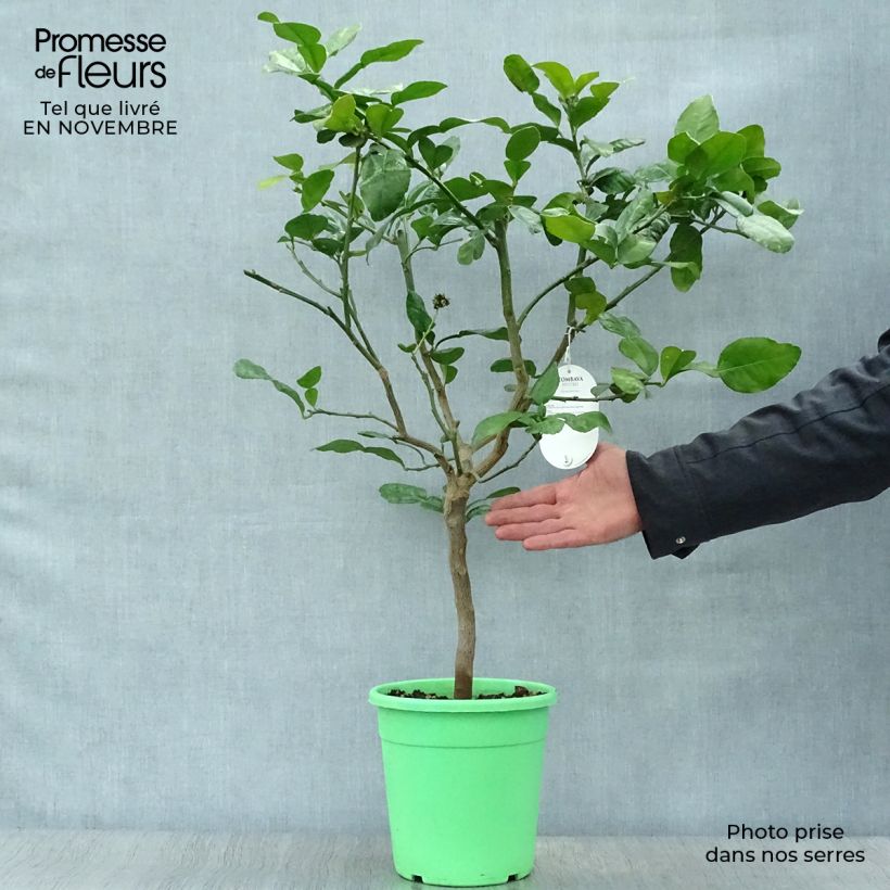 Esimerkki syksyllä toimitetusta Kaffirlimetti - Citrus hystrix 2 litran/3 litran ruukku, Pensas-taimesta