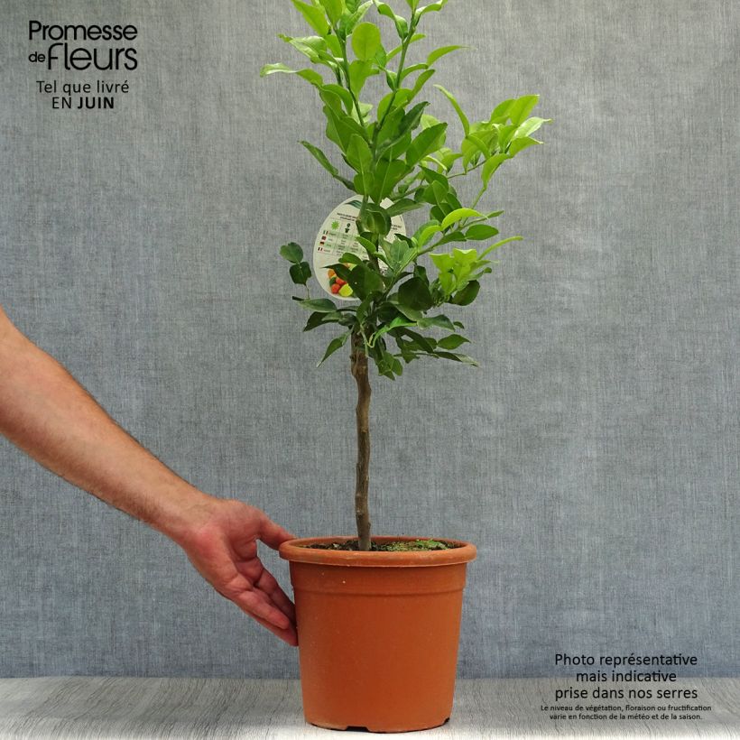 Esimerkki kesällä toimitetusta Kaffirlimetti - Citrus hystrix 4 litran/5 litran ruukku-taimesta