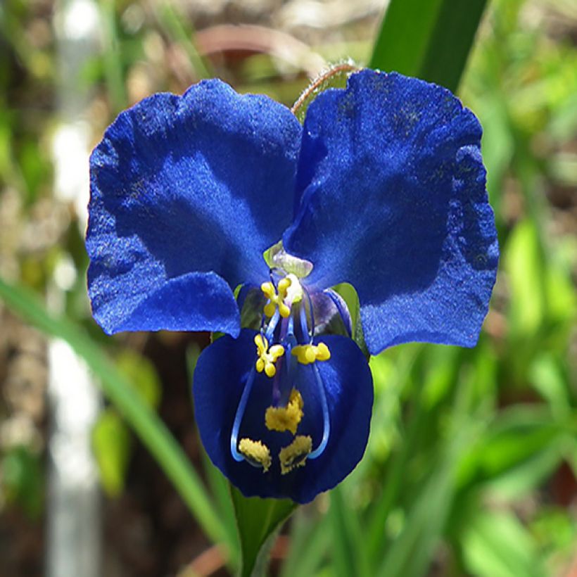 Soljo - Commelina coelestis (Flowering)