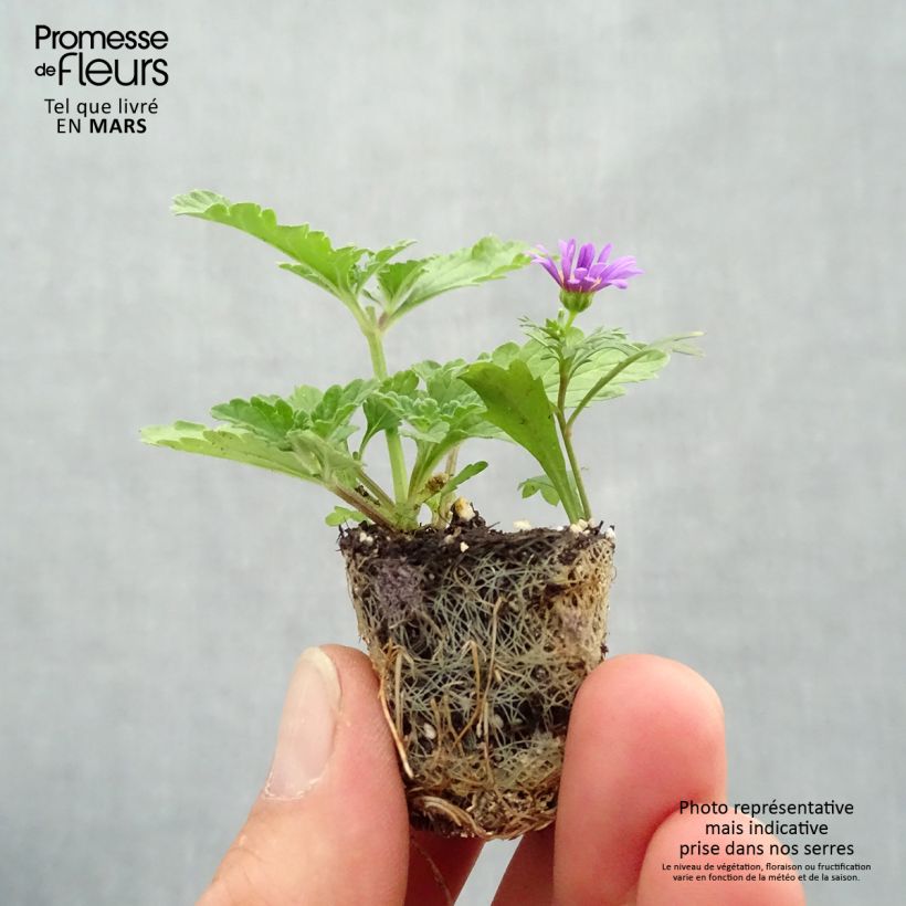 Esimerkki keväällä toimitetusta Composition Purple Rain imp. - Composition de 3 plantes annuelles Minipaakku Ø 3/4 cm-taimesta