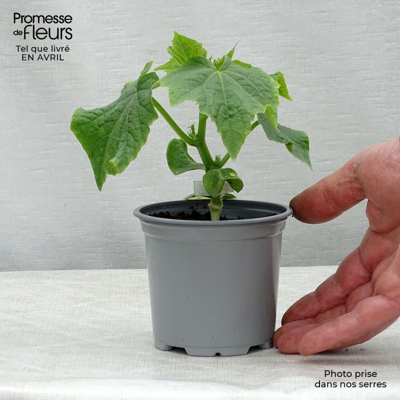 Esimerkki keväällä toimitetusta Kurkku Crokdelis F1 vartettu taimena 10 cm/11 cm ruukku-taimesta