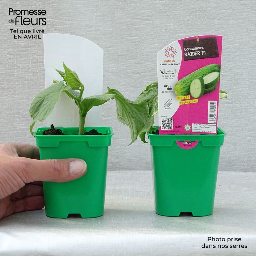 Esimerkki keväällä toimitetusta Kurkku Raider F1 taimena 10 cm/11 cm ruukku-taimesta
