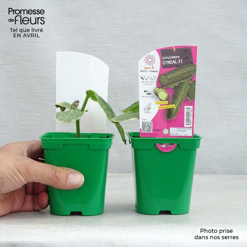 Esimerkki keväällä toimitetusta Kurkku Gynial F1 10 cm/11 cm ruukku-taimesta