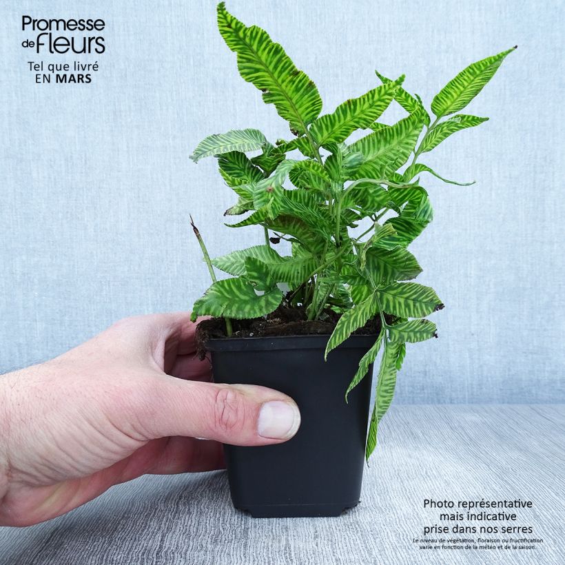 Esimerkki keväällä toimitetusta Coniogramme emeiensis Godet de 8/9 cm-taimesta