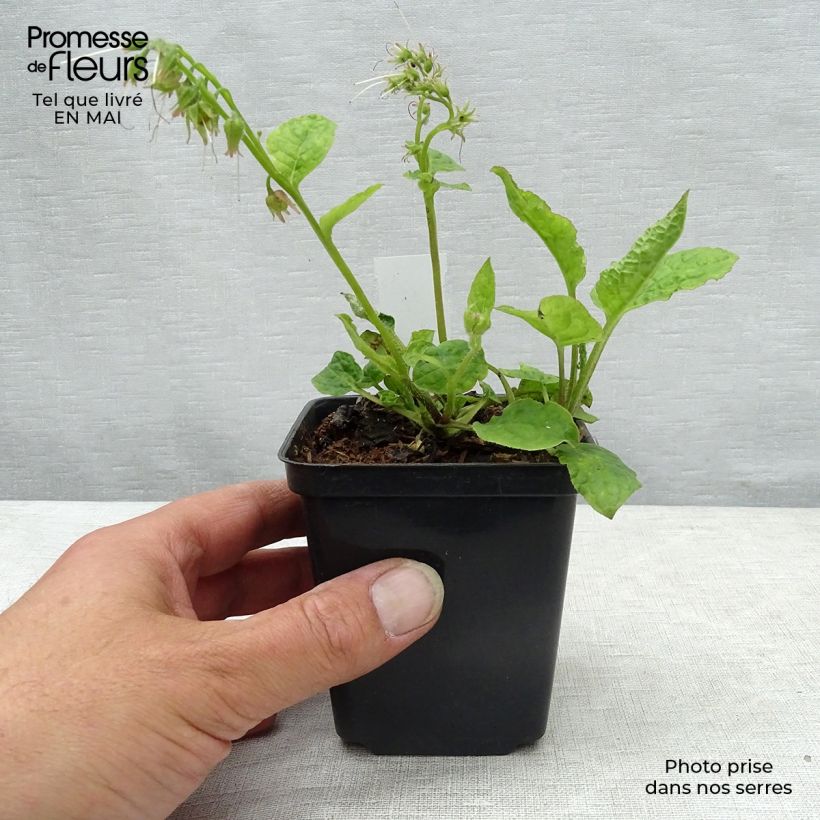 Esimerkki keväällä toimitetusta Raunioyrti - Symphytum azureum Godet de 8/9 cm-taimesta