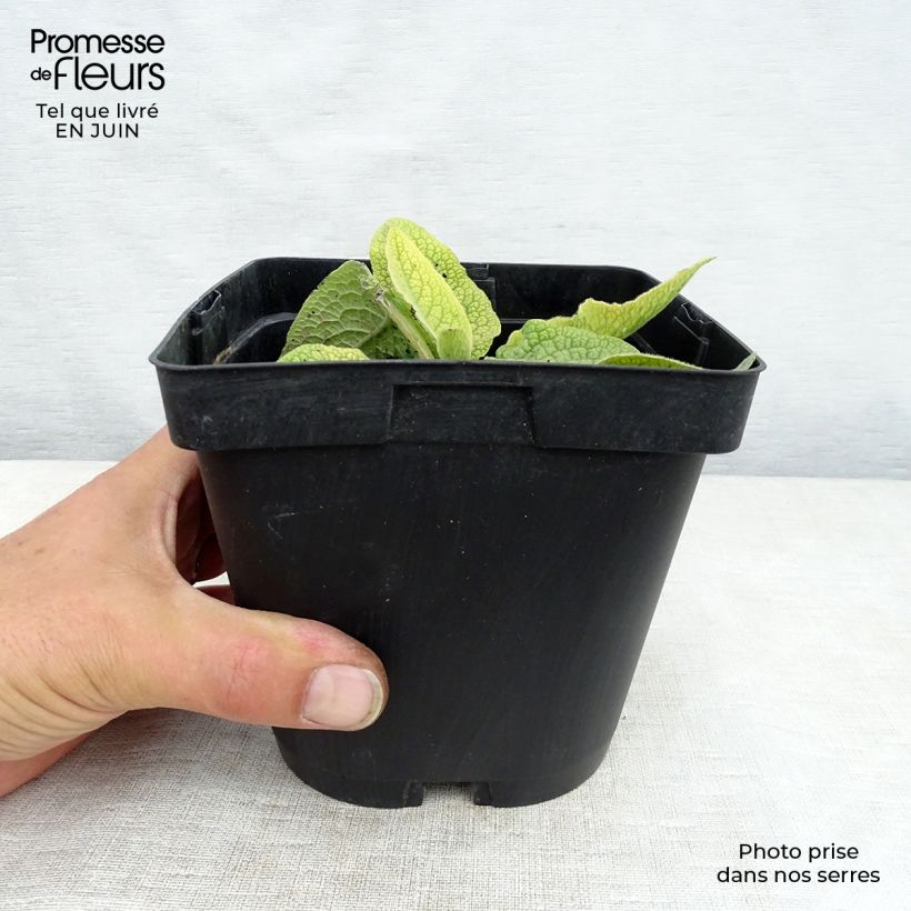 Esimerkki kesällä toimitetusta Raunioyrti - Symphytum azureum Pot de 2L/3L-taimesta