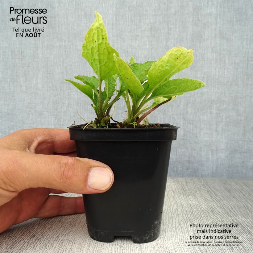 Esimerkki kesällä toimitetusta Raunioyrtti - Symphytum grandiflorum Taimiruukku 8/9 cm-taimesta
