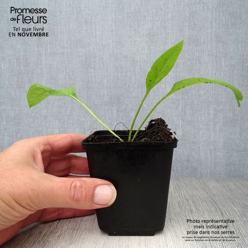 Esimerkki syksyllä toimitetusta Rohtoraunioyrtti - Symphytum officinale 8/9 cm taimiruukku-taimesta