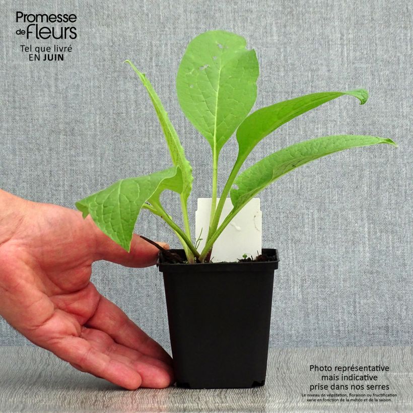 Esimerkki kesällä toimitetusta Rohtoraunioyrtti - Symphytum officinale Godet de 8/9 cm-taimesta