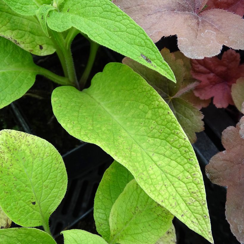 Raunioyrtti - Symphytum rubrum (Foliage)