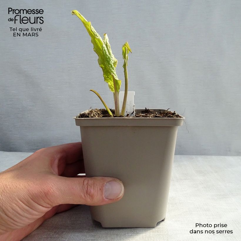 Example of Raunioyrtti - Symphytum rubrum Godet de 8/9 cm as you get in printemps