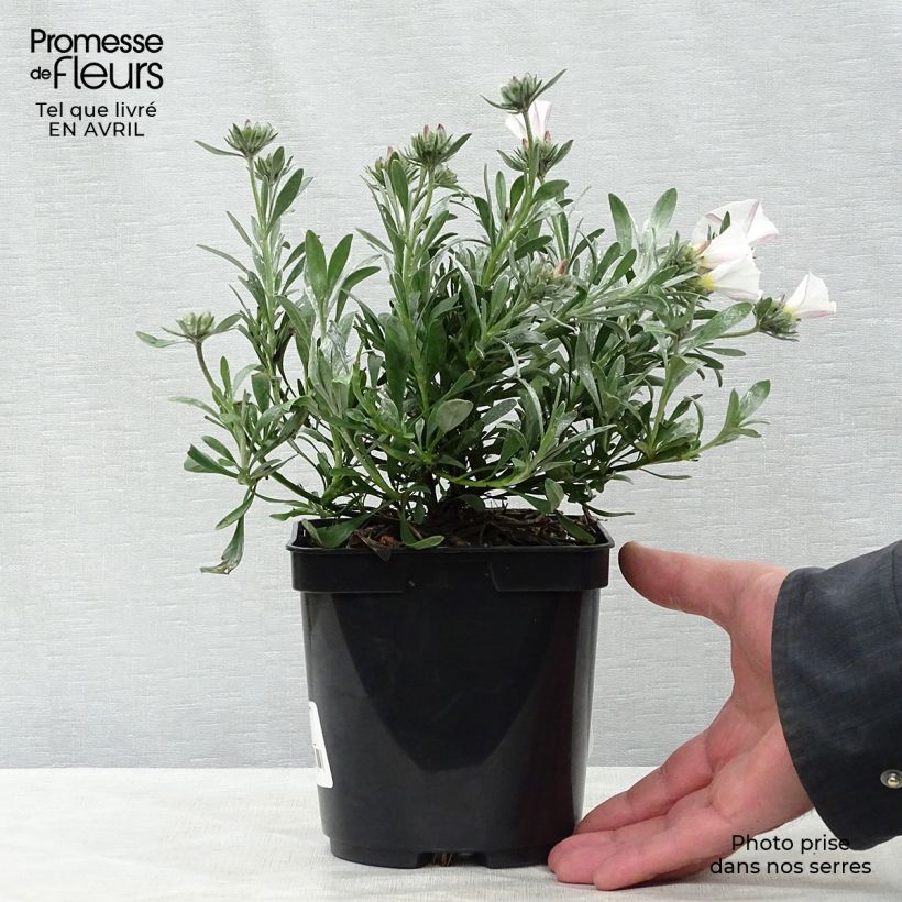 Example of Silkkikierto - Convolvulus cneorum Pot de 2L/3L as you get in printemps