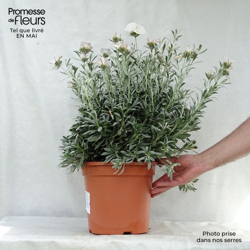 Example of Silkkikierto - Convolvulus cneorum Pot de 7,5L/10L as you get in printemps