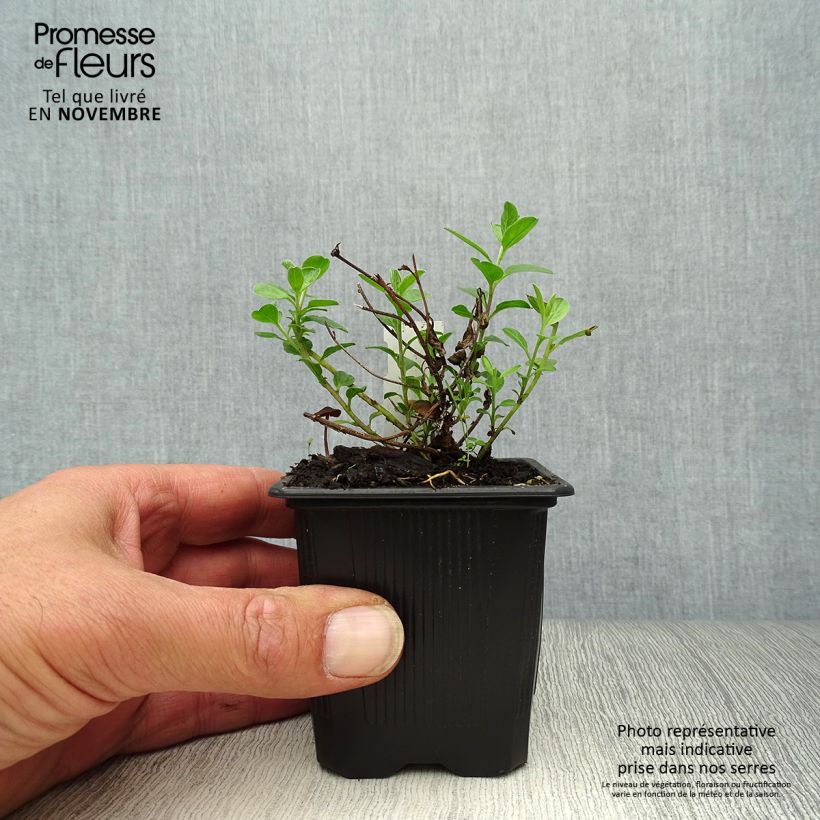 Esimerkki syksyllä toimitetusta Riippakierto - Convolvulus sabatius 8/9 cm taimiruukku-taimesta