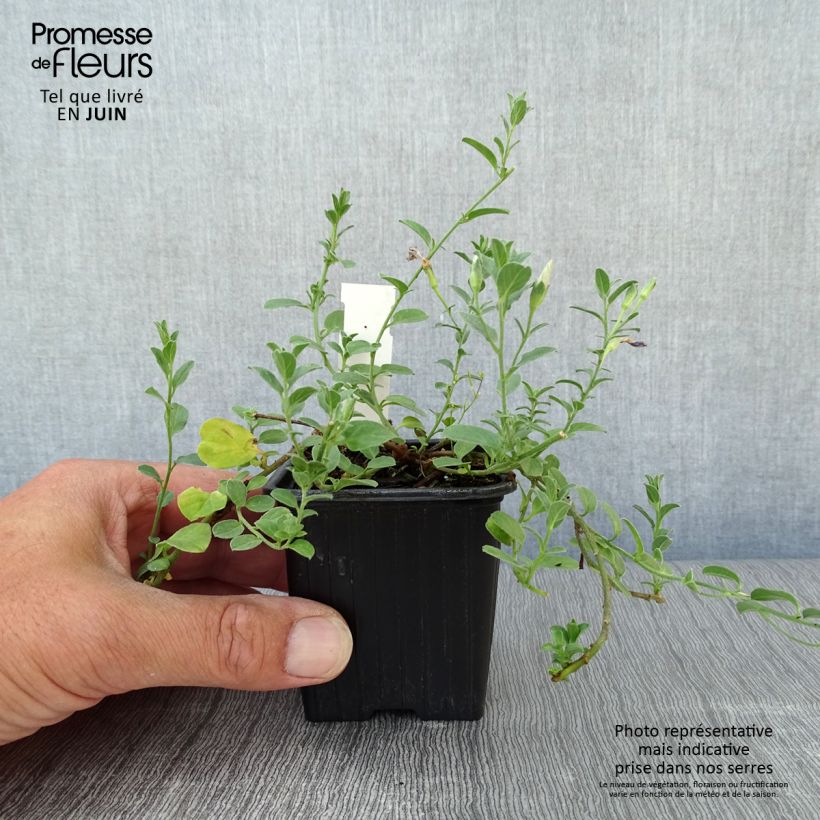 Esimerkki kesällä toimitetusta Riippakierto - Convolvulus sabatius Godet de 8/9 cm-taimesta
