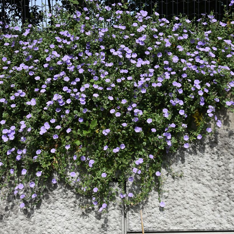 Riippakierto - Convolvulus sabatius (Kasvutapa)