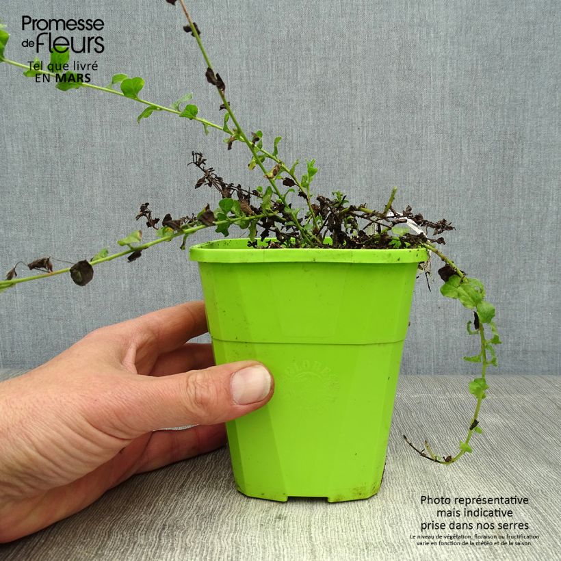 Esimerkki keväällä toimitetusta Riippakierto Maroccan Beauty Pot de 1L/1,5L-taimesta