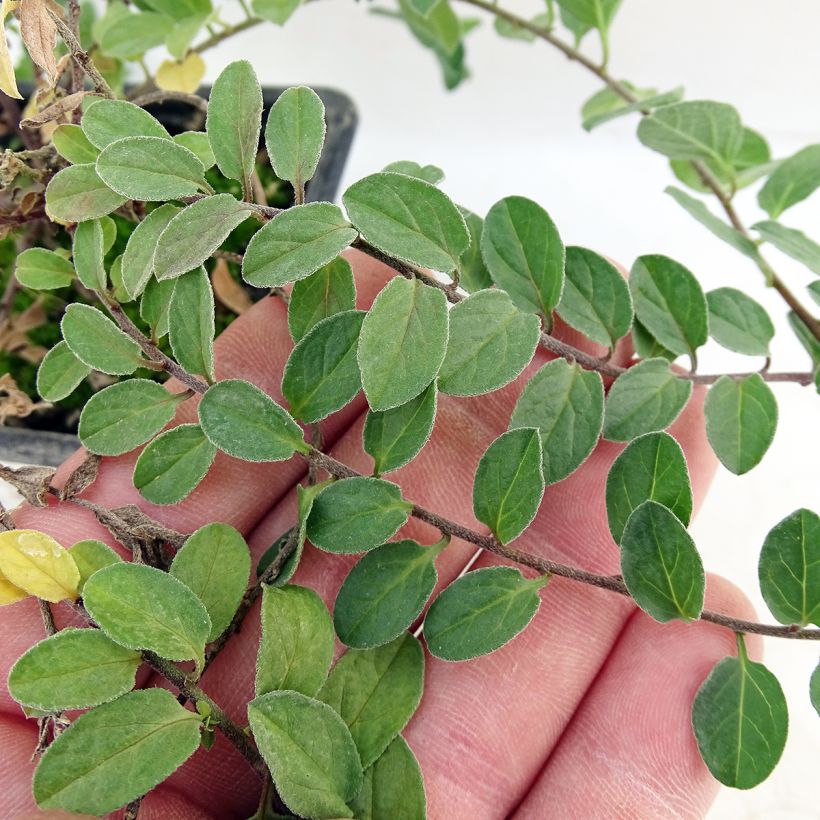 Riippakierto - Convolvulus sabatius (Lehvistö)
