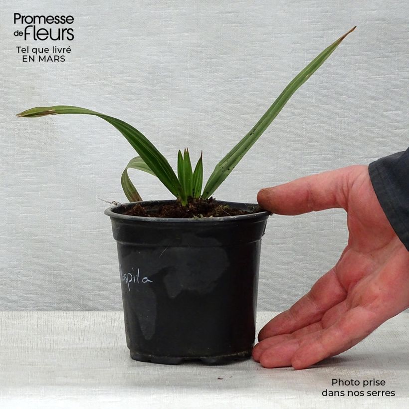 Esimerkki keväällä toimitetusta Karnaubapalmu - Copernicia hospita Pot de 12 cm / 13 cm-taimesta