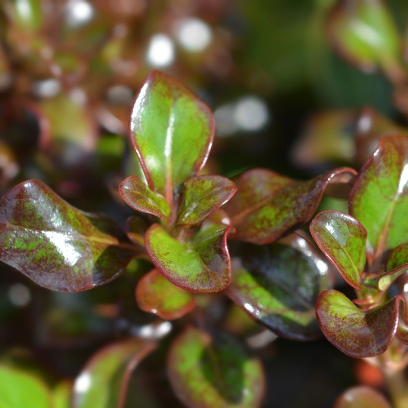 Koprosma Chocolate Soldier (Lehvistö)