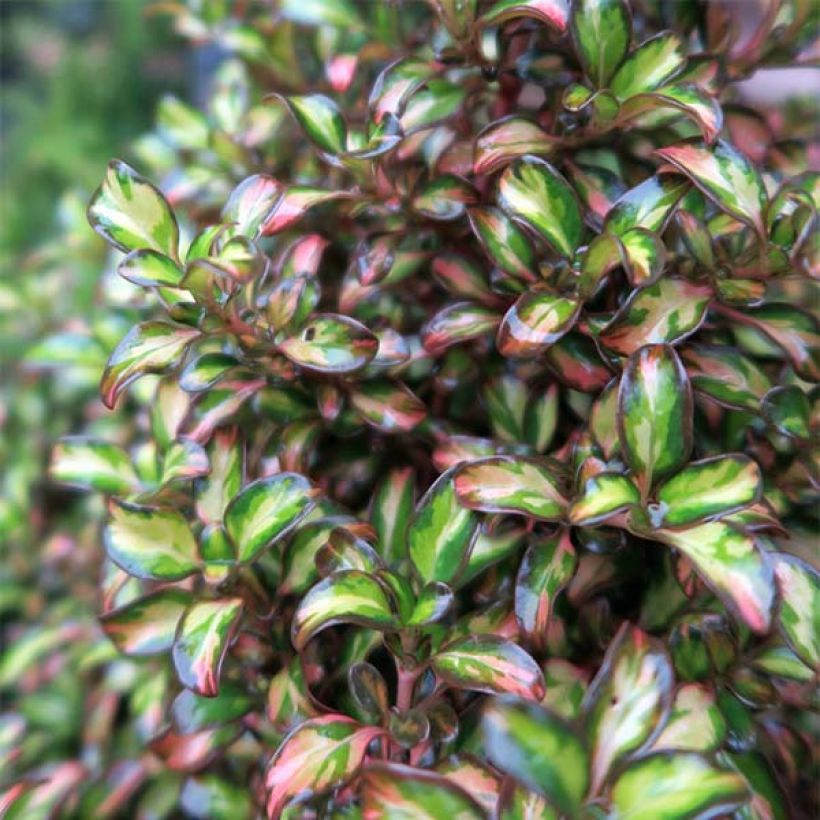 Koprosma Evening Glow (Lehvistö)