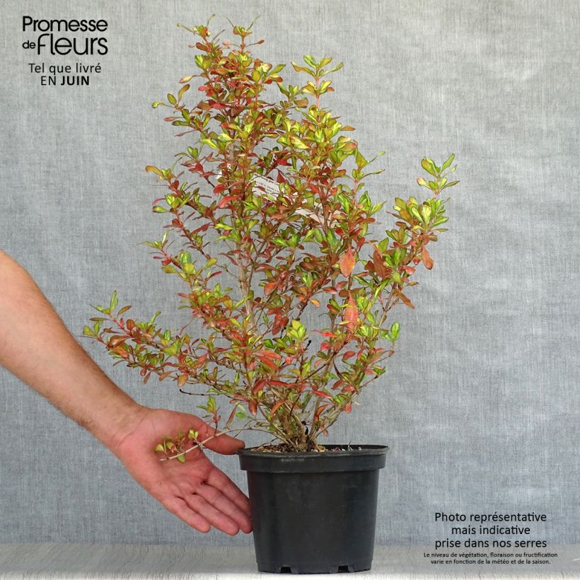 Esimerkki kesällä toimitetusta Koprosma Evening Glow Pot de 2L/3L-taimesta